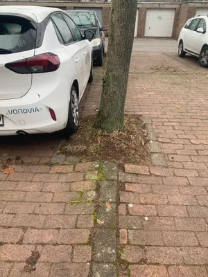 zu kleine Baumscheibe