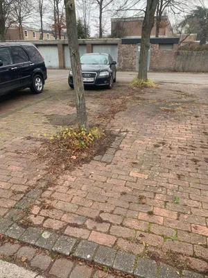 zu kleine Baumscheibe